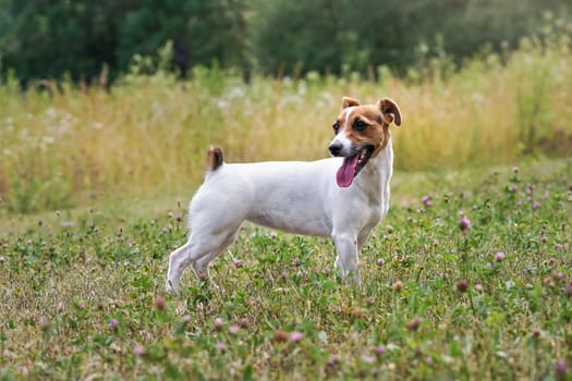 Small Jack Russell terrier standing on grass meadow with purple clover flowers, looking to side, her tongue sticking out