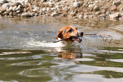 Small Jack Russell terrier swimming in river, holding stick in mouth, only her head visible above water