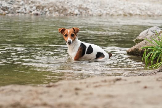 Small Jack Russell terrier crawling in shallow river water 