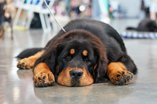 Young rottweiler dog lying on the stone ground indoors, looking bored / tired