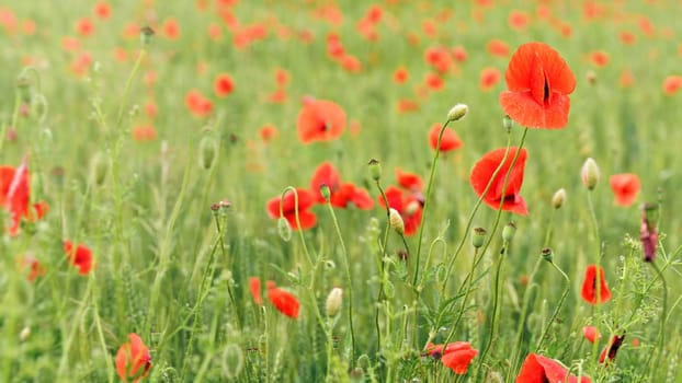 Wild red poppies flowers growing in green unripe wheat field