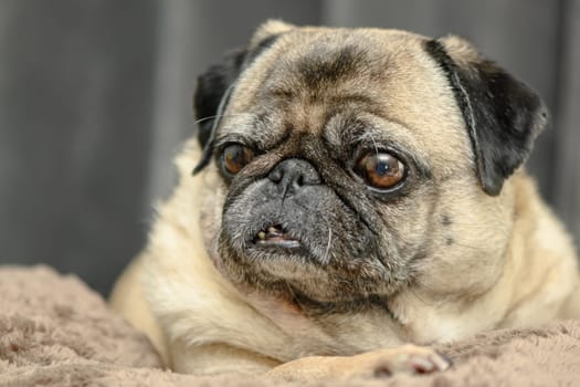 pug lies on the sofa against the background of a gray curtain 4
