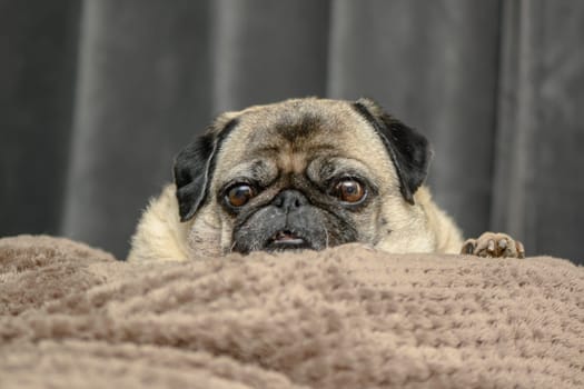 pug lies on the sofa against the background of a gray curtain 1