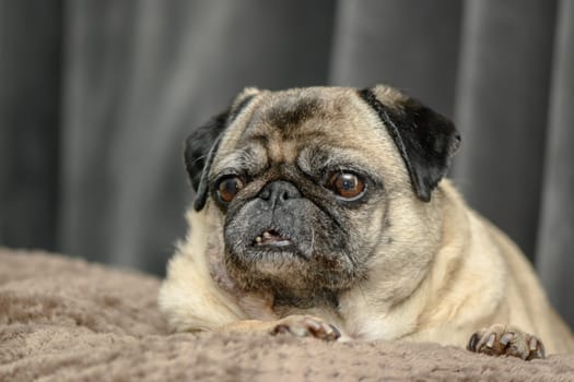 pug lies on the sofa against the background of a gray curtain
