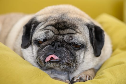 Cute pug dog on sofa at home