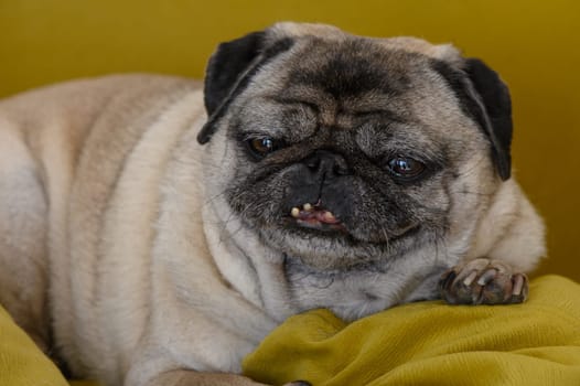Cute pug dog on sofa at home 5