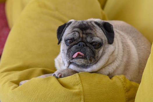 Cute pug dog on sofa at home 2