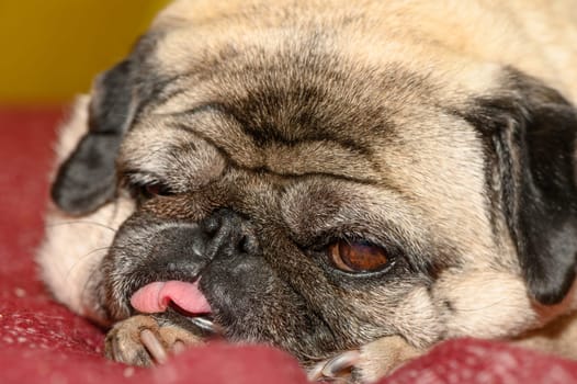 pug lies on the sofa with his tongue hanging out 3