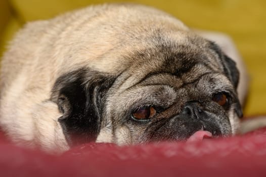 pug lies on the sofa with his tongue hanging out 1