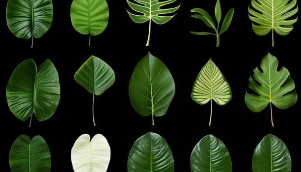 different tropical leaves, white background, isolated. High quality photo