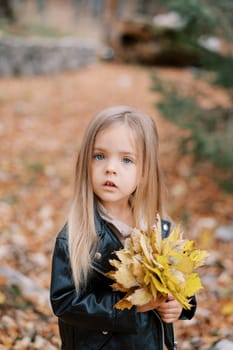 Little surprised girl with a bouquet of yellow leaves stands in the autumn park. High quality photo