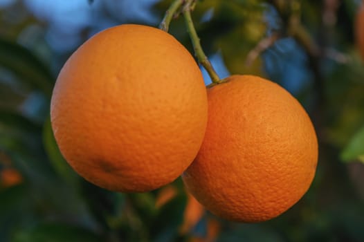 Ripe oranges on a tree in the sunset light 3
