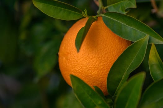 Citrus branches with organic ripe fresh oranges growing on branches with green leaves in sunny fruiting garden
