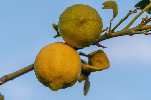 fresh ripe lemons hanging on a lemon tree branch in sunny garden