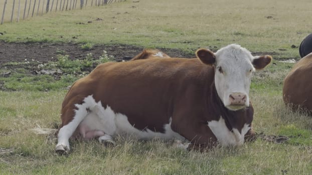Relaxed cow lies in a field, chewing and looking at the camera peacefully amidst countryside surroundings.