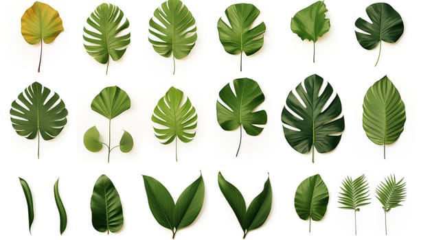 different tropical leaves, white background, isolated. High quality photo