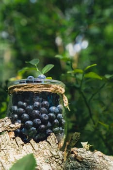 Close-up of Blueberries in the forest with green leaves. Country life gardening eco friendly living Harvested berries, process of collecting, harvesting berries into glass jar in the forest. Bush of ripe wild blackberry bilberry in summer.