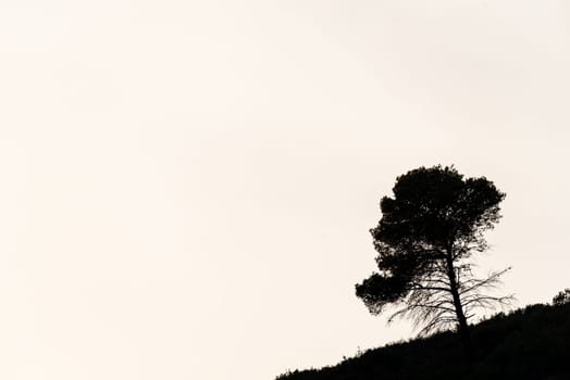 Mountain Silhouette: Pine Tree Silhouette Against Overexposed Sky.A lone pine tree stands in silhouette against the overexposed sky atop a mountain, creating a stark contrast with the blank white space