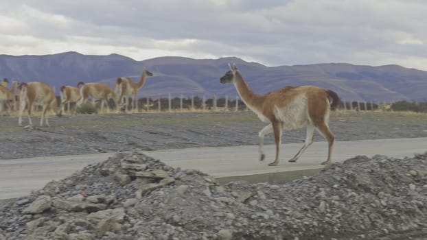 Slow-mo video shows a guanaco crossing a road, underscoring wildlife traffic dangers.