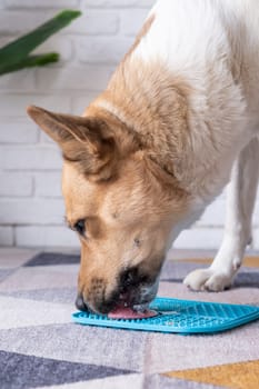 cute dog using lick mat for eating food slowly. snack mat, licking mat for cats and dogs, licking peanut butter