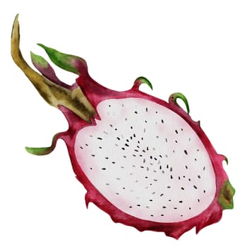 Dragon fruit watercolor illustration. Pitahaya cactus fruits, sliced in half on an isolated white background. Botanical hand drawing of ripe food. Composition of exotic fruits. For healthy food restaurant menus, vegetarian recipe books. High quality illustration