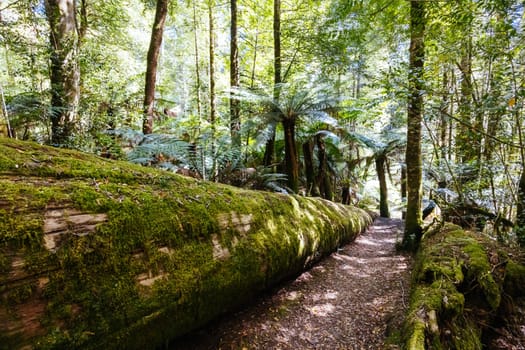 STYX VALLEY, AUSTRALIA - FEBRUARY 20 2024: Landscape of the Styx River area of the Styx Valley near Maydena in Southwest National Park, Tasmania, Australia