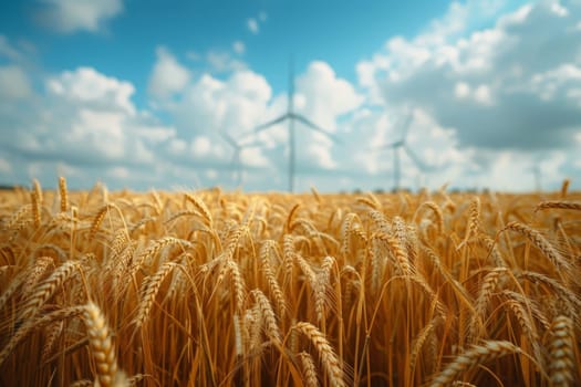 Close up view on a golden wheat with clean energy wind turbines in the background.