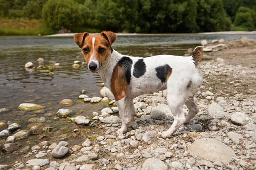 Small Jack Russell terrier, walking on shore near river, her fur still wet from swimming, side view, looking to camera