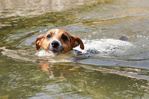 Jack Russell terrier swimming in water on sunny day, closeup on her head visible above water