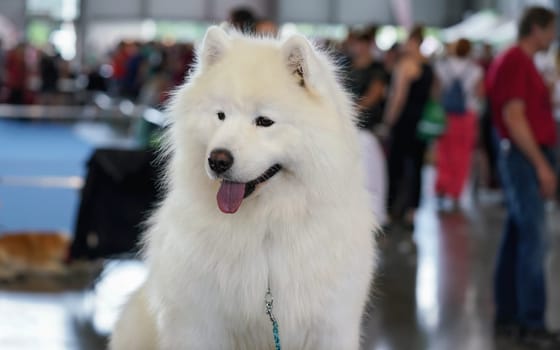 White Samoyed aka. Bjelkier spitz type dog breed, closeup on head, tongue sticking out, blurred people indoors in background