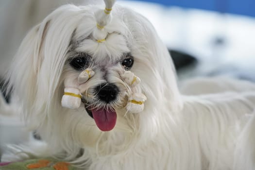 White Shihtzu dog getting groomed at canine contest, hair on face holding together with rubber bands