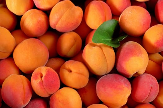 Heap of fresh apricots with one green leaf, closeup detail photo from above