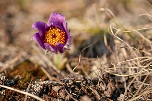 Purple greater pasque flower - Pulsatilla grandis - growing in dry grass, close up detail on yellow head center