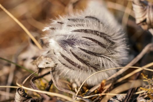 Purple greater pasque flower - Pulsatilla grandis - growing in dry grass, close up detail on hairy unopened plant head