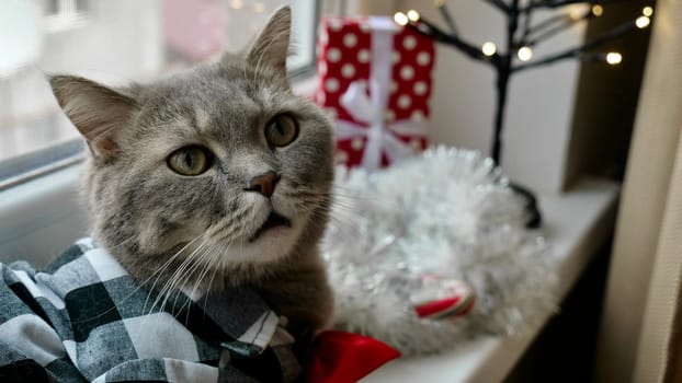 Scottish straight eared cat surprised with red tie bow on New Year's holiday, celebrating Christmas. Pet sitting on the windowsill at home