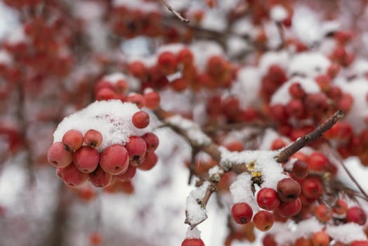 Winter's Crimson Beauty: Snow-Covered Rowan in Rural Landscape. Enchanting Winter Scenes: Capturing the Festive Red Rowan in a Snow-Covered Countryside. Winter Frozen Viburnum Under Snow. Viburnum In The Snow. First snow. Beautiful winter.
