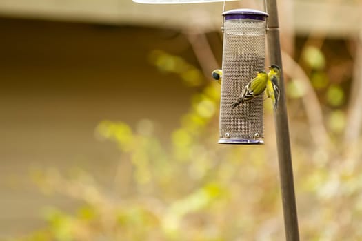 goldfinch eating bird seed from a bird feeder
