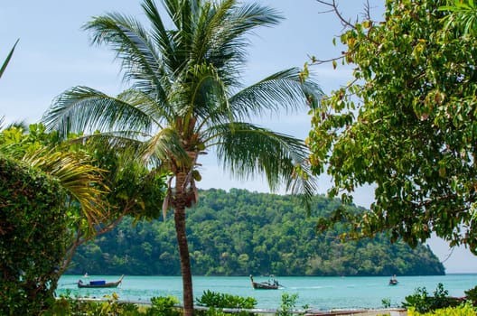 Beautiful photo of palm trees and sea view.