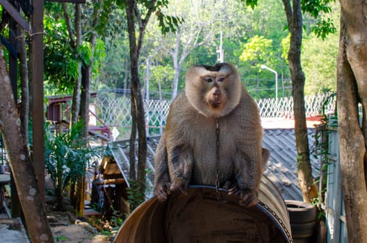 Monkey sitting in Thailand