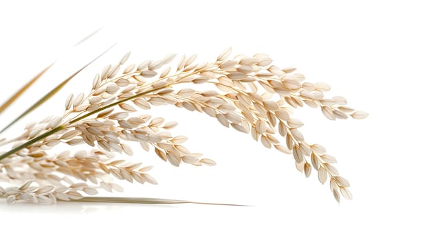 A closeup of a wheat plant, showcasing its intricate details with a white background. The macro photography captures the beauty of nature in winter