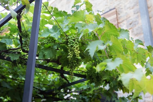 Green grapes hang from a vine intertwined with a black metal fence, showcasing urban gardening