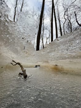 thin transparent ice on a puddle in the park on a winter day, foliage through the ice. High quality photo