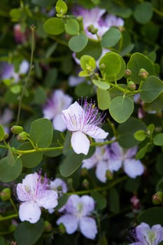 A vibrant flower amidst green leaves, showcasing the natural contrast and beauty of flora