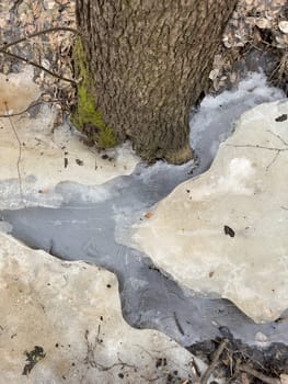 thin transparent ice on a puddle in the park on a winter day, foliage through the ice. High quality photo