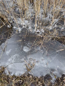 thin transparent ice on a puddle in the park on a winter day, foliage through the ice. High quality photo