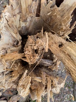 a torn tree trunk, a fallen tree nearby in a spring park during a thaw, old foliage and moss around. High quality photo