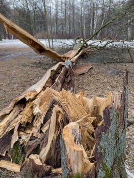 a torn tree trunk, a fallen tree nearby in a spring park during a thaw, old foliage and moss around. High quality photo