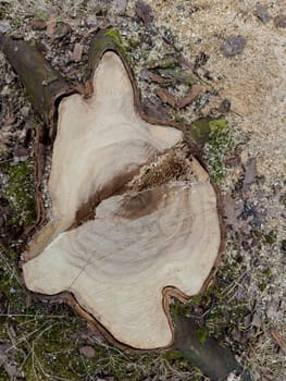 the stump of a sawn tree in a spring park during a thaw, sawdust around the stump, old foliage and moss around. High quality photo