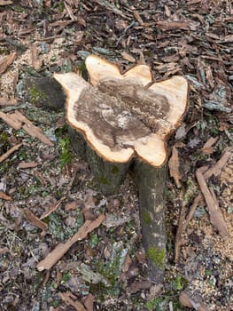 the stump of a sawn tree in a spring park during a thaw, sawdust around the stump, old foliage and moss around. High quality photo