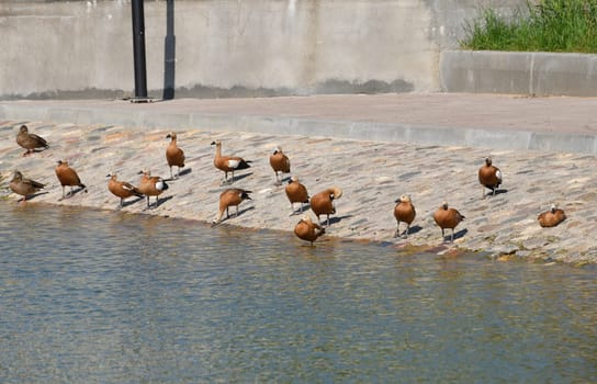 Several ducks stands on rocks on the shore of a pond